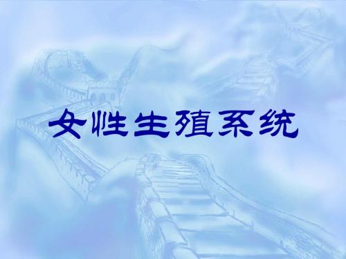 女性生殖系统