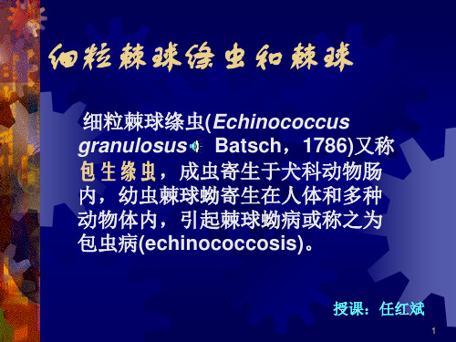 细粒棘球绦虫和棘球参考PPT