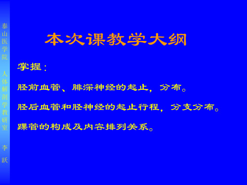 12下肢局解m2.教学课件 哈尔滨医科大学局解课件 局部解剖学教学课件