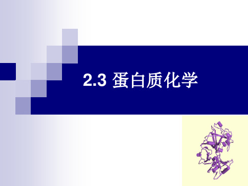 食品生物化学-2.3蛋白质化学ppt课件