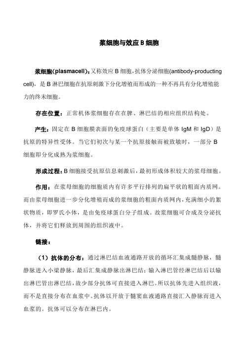 浆细胞
