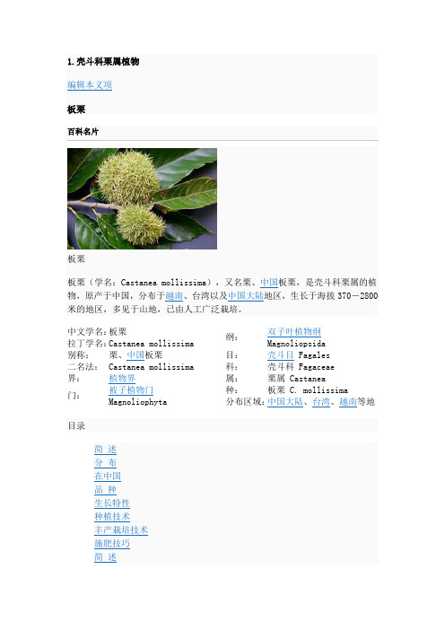 1.壳斗科栗属植物