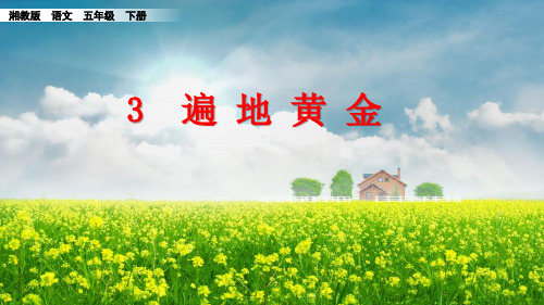 湘教版五年级下册语文 3遍地黄金PPT课件(共48张PPT)