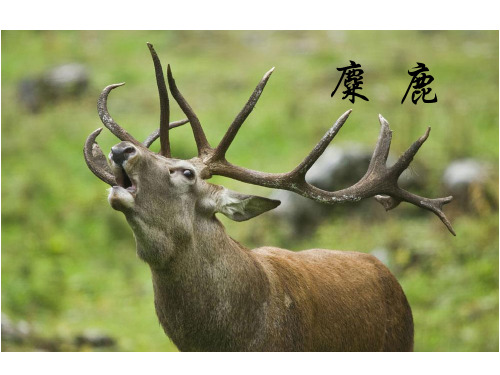 四年级下册语文课件27 麋鹿 语文S版(共27张PPT)