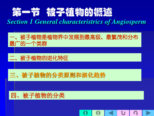 被子植物概述