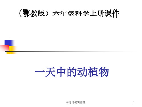 鄂教版小学科学六上《9一天中的动植物》PPT课件 (1)