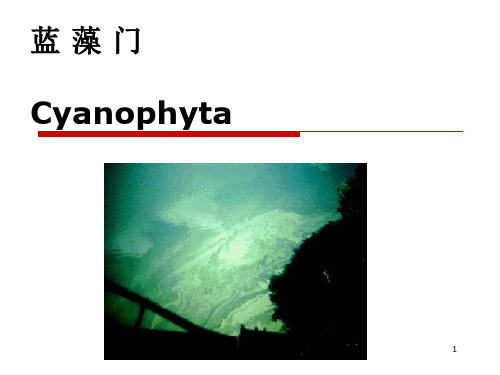 2 蓝藻门