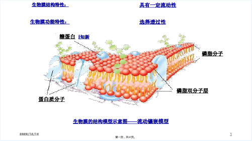 物质跨膜运输的方式