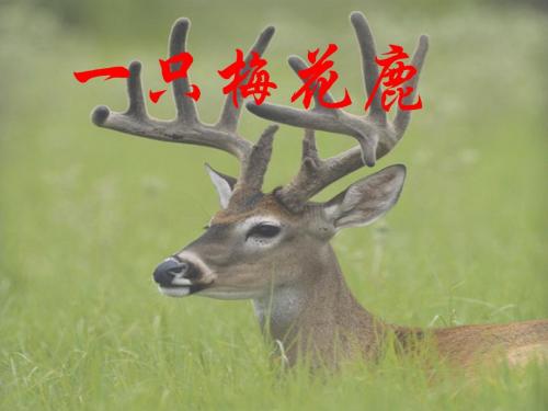28一只梅花鹿ppt课件