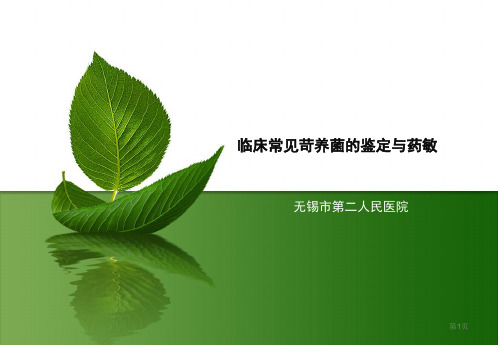 临床常见苛养菌的培养与鉴定