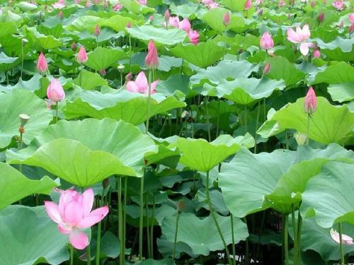梁衡《夏感》ppt课件