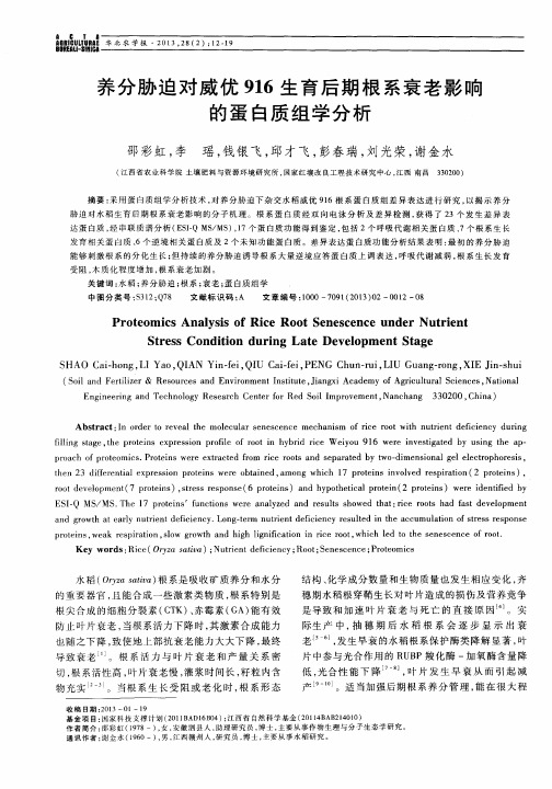 养分胁迫对威优916生育后期根系衰老影响的蛋白质组学分析