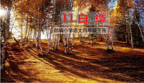 部编版四年级语文下册第11课 白桦 教学课件