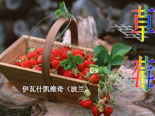 草莓