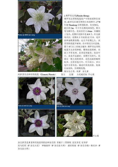 铁线莲分类介绍