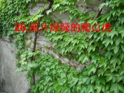 那片绿绿的爬山虎(完美版)