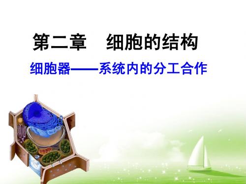 细胞器公开课课件