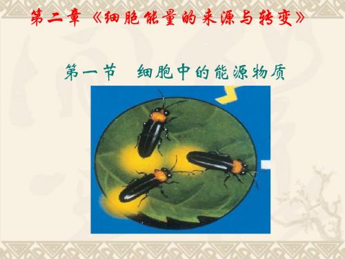 上课用细胞的能量“通货”─ATP