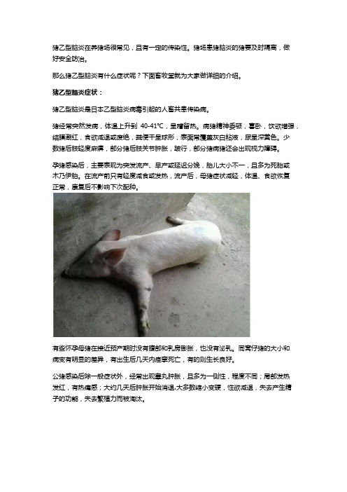 猪乙型脑炎症状及图片详解!
