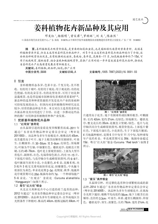 姜科植物花卉新品种及其应用