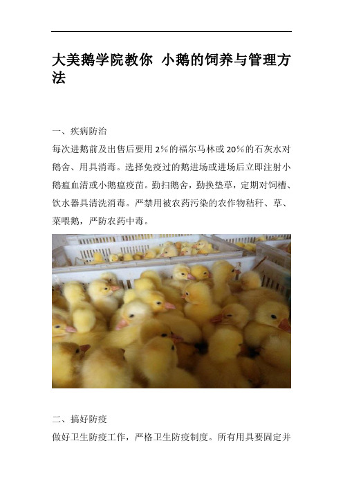 大美鹅学院教你 小鹅的饲养与管理方法