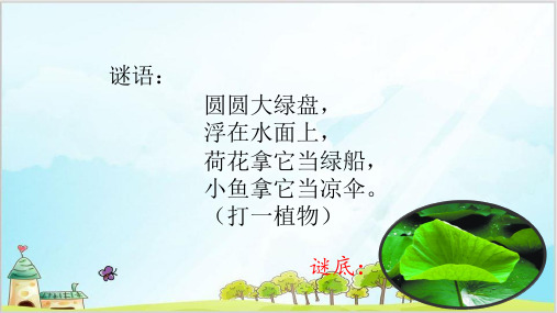 一年级下册语文课件-荷叶圆圆-人教部编版精品PPT