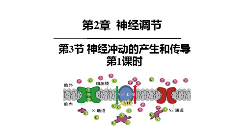 神经冲动的产生和传导+课件高二上学期生物人教版选择性必修1