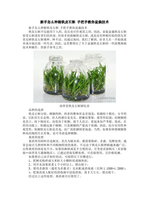 新手怎么种植铁皮石斛 手把手教你盆栽技术