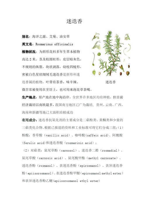 迷迭香