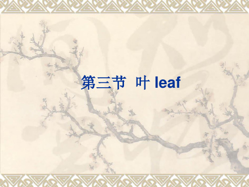 叶(植物学)课件