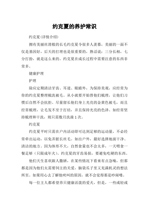 约克夏的养护常识