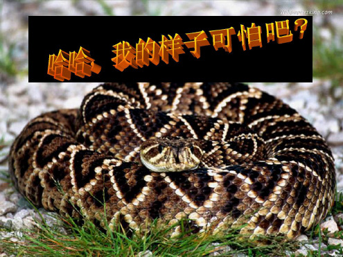 最新七级生物《激素调节》人教新课标版 ppt课件教学课件