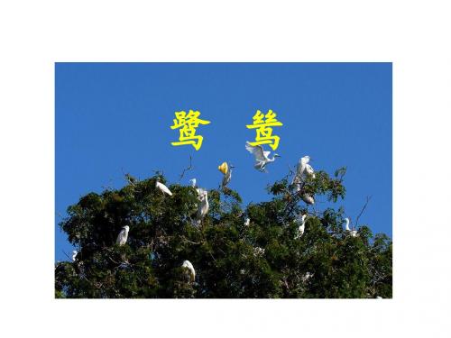 鹭鸶