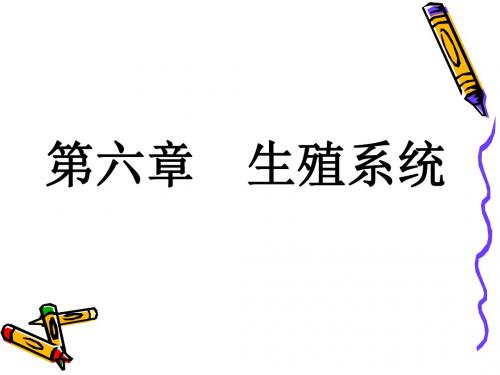 动物解剖学生殖系统