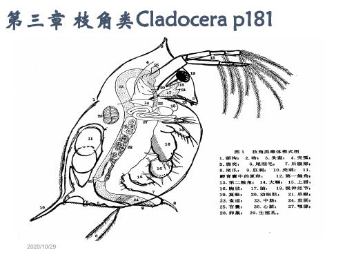 水生生物学课件13-枝 角 类