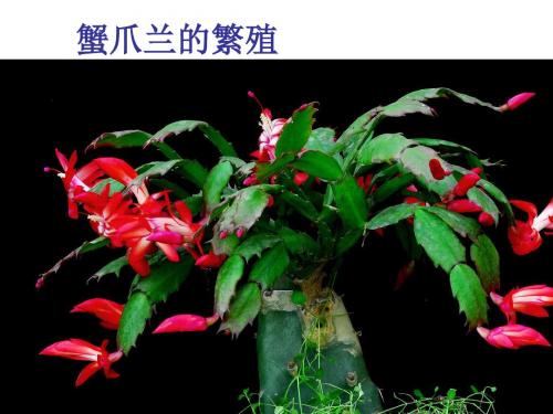多植物繁殖蟹爪兰