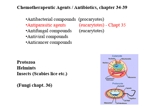 抗生素PPT课件(英文精品) Chemotherapeutic Agents  Antibiotics