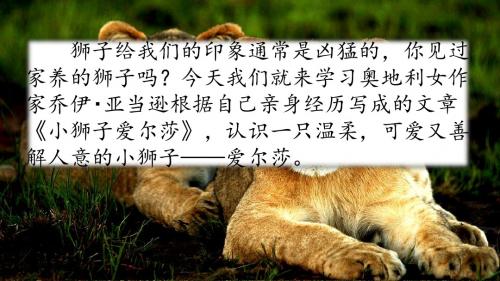 28 小狮子爱尔莎