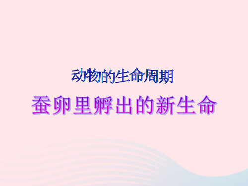 三年级科学下册动物的生命周期1蚕卵里孵出的新生命课件2教科版.ppt