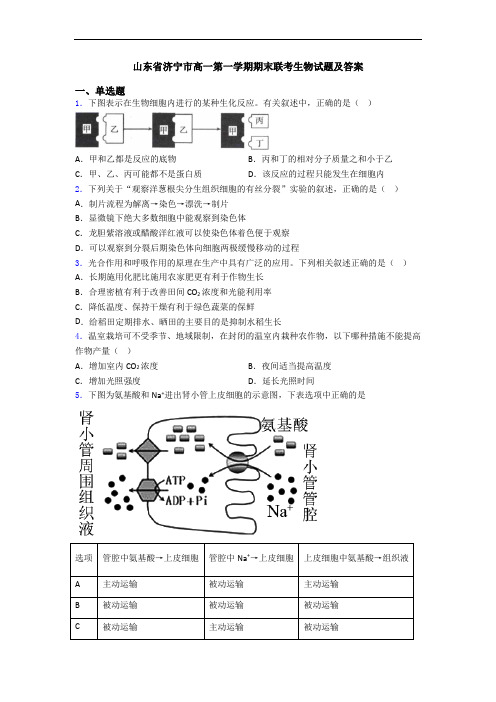山东省济宁市高一第一学期期末联考生物试题及答案