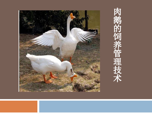 肉鹅的饲养管理技术