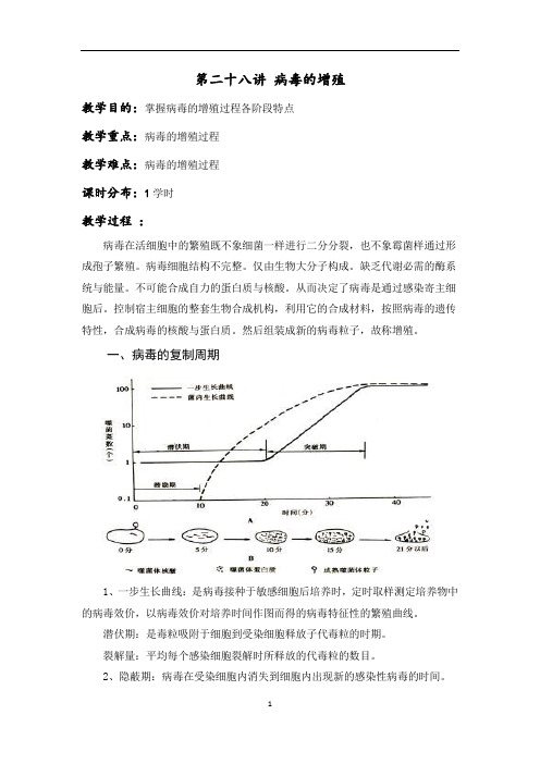 病毒的增殖