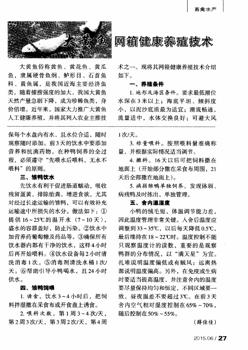 大黄鱼网箱健康养殖技术