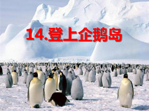 《登上企鹅岛》课件ppt