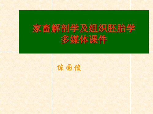 被皮系统