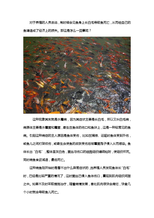 鱼身上长白毛怎么回事