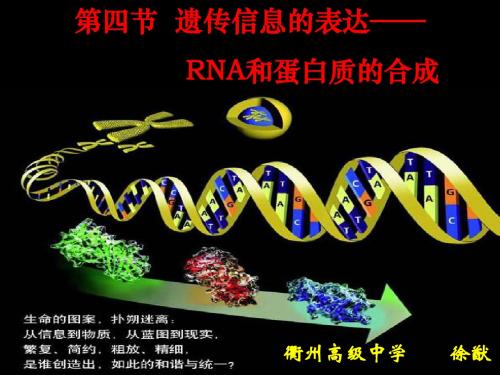 人教版教学课件2010年浙江省生物培训课件： 遗传信息的表达(衢州高级中学)ppt