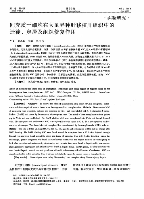 间充质干细胞在大鼠异种肝移植肝组织中的迁徙、定居及组织修复作用
