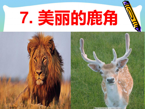 部编版三年级语文下册7《美丽的鹿角》.pptx
