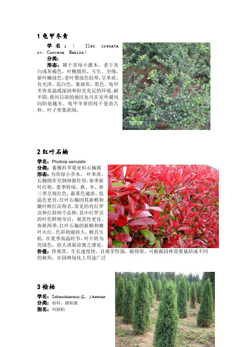 校园内植物挂牌